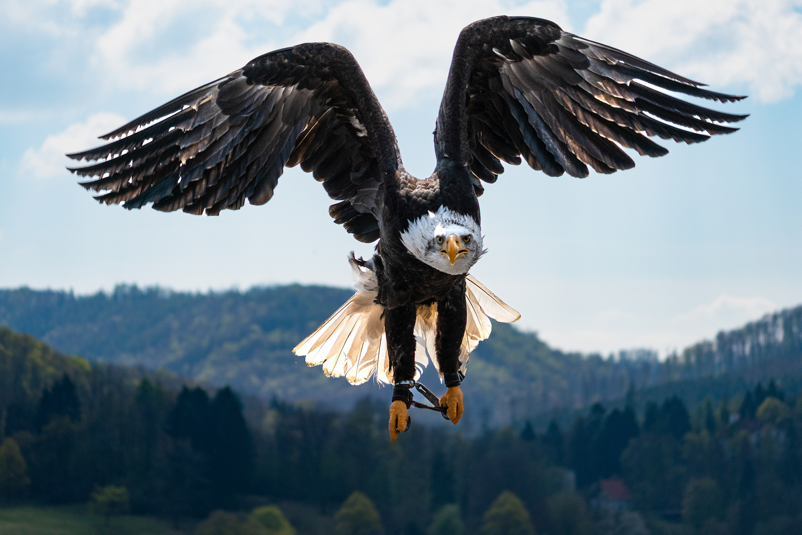 Weißkopfseeadler