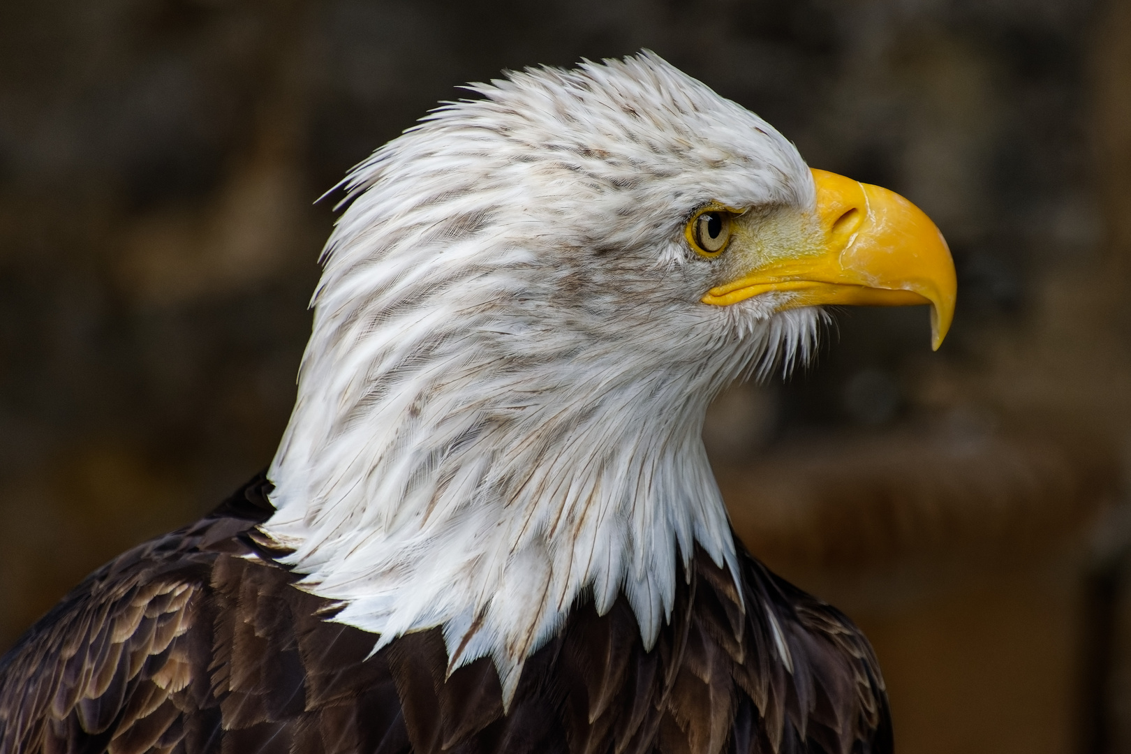 Weißkopfseeadler 