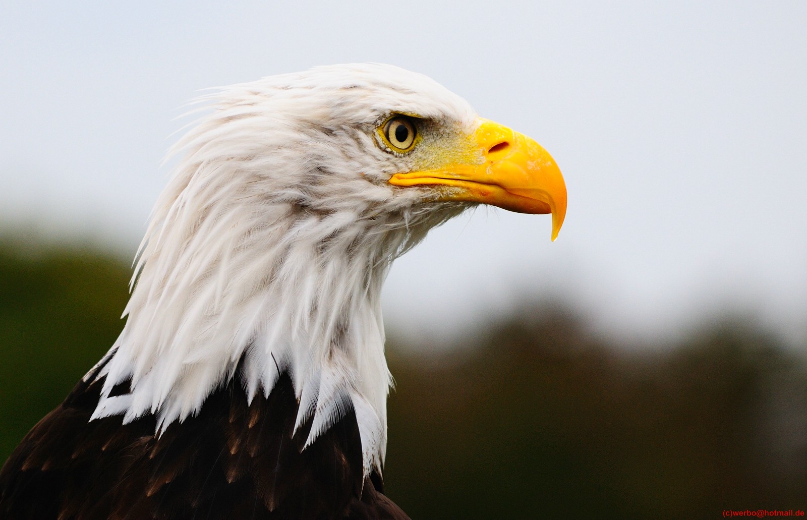 Weißkopfseeadler