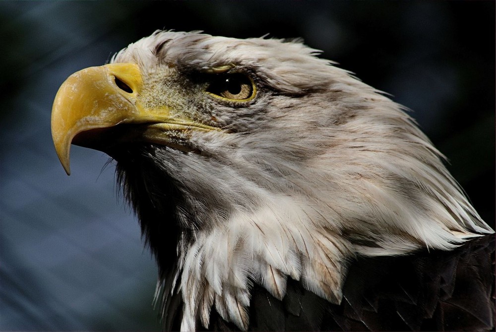 Weißkopfseeadler