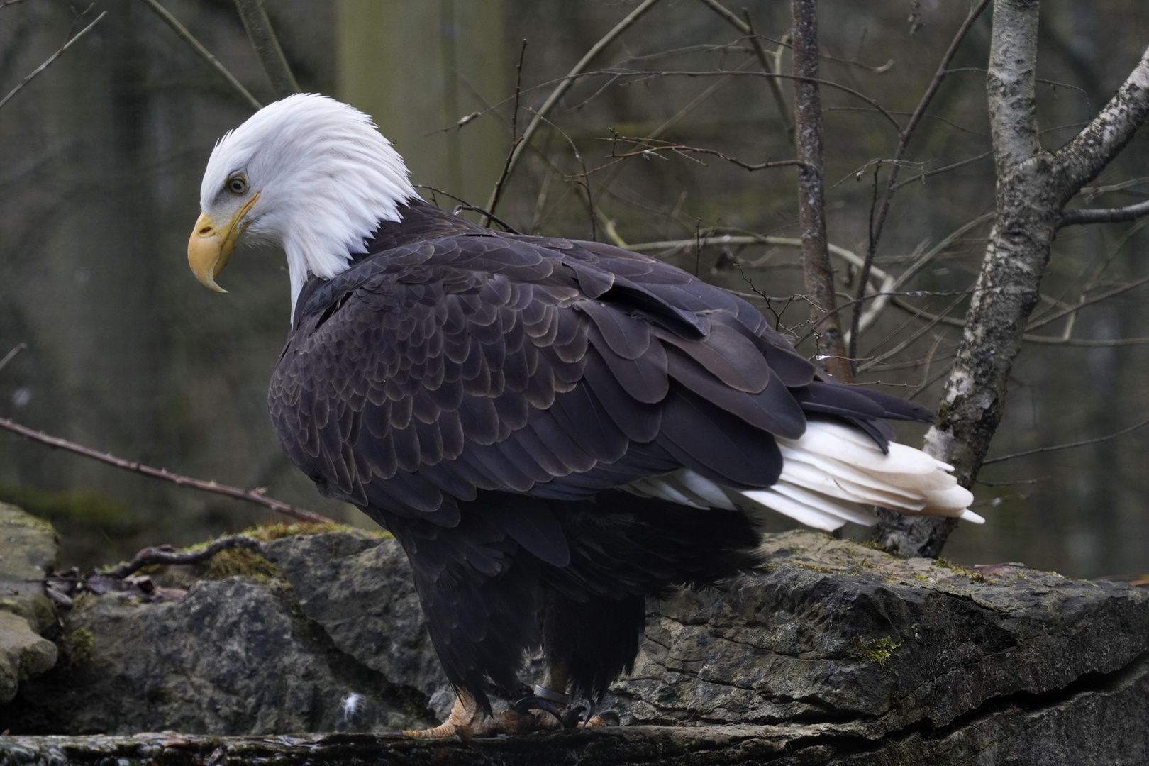 Weisskopfseeadler