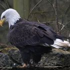 Weisskopfseeadler