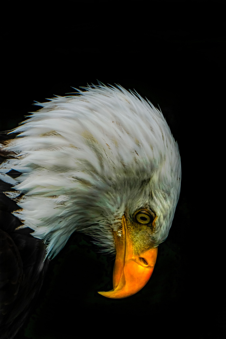 Weißkopfseeadler 