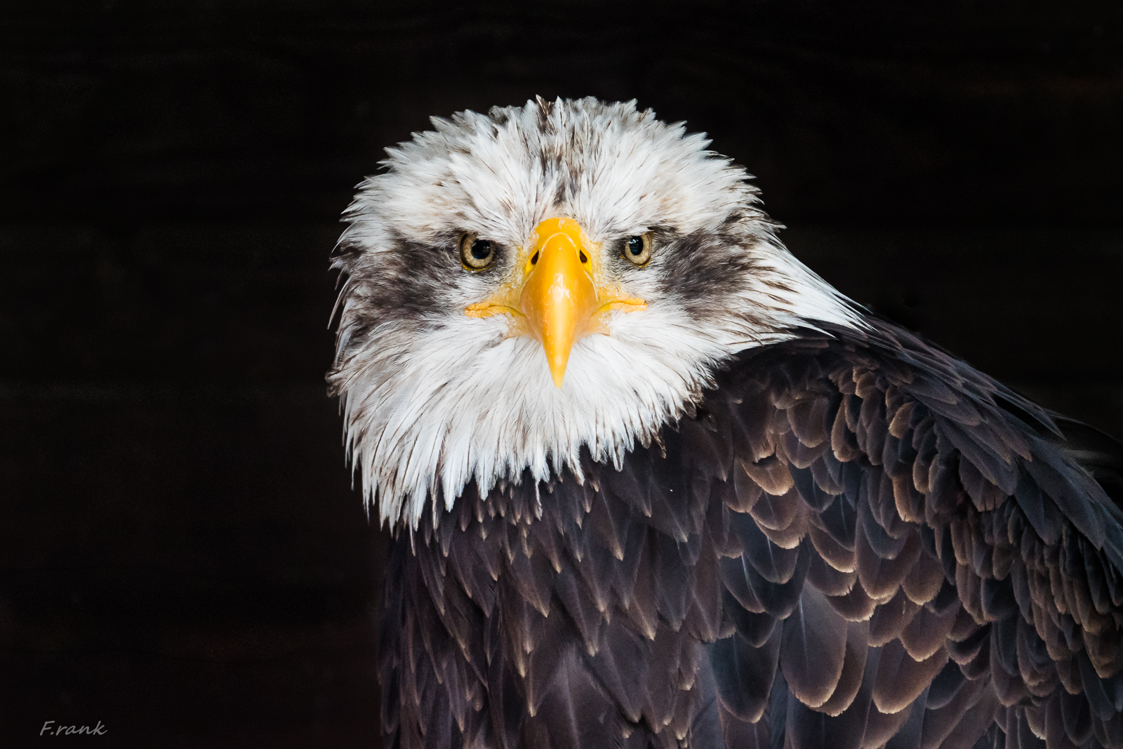 Weißkopfseeadler