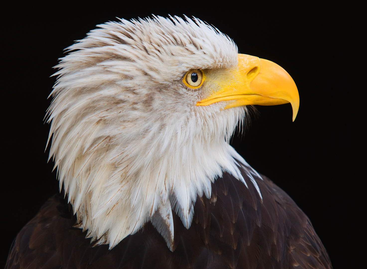 Weißkopfseeadler