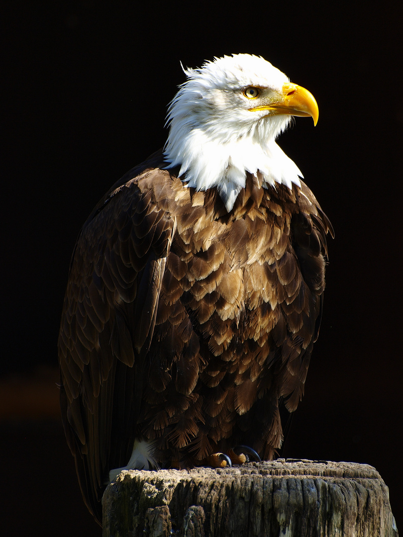 Weißkopfseeadler