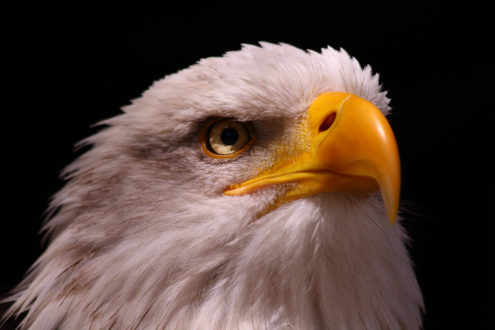 Weißkopfseeadler 2