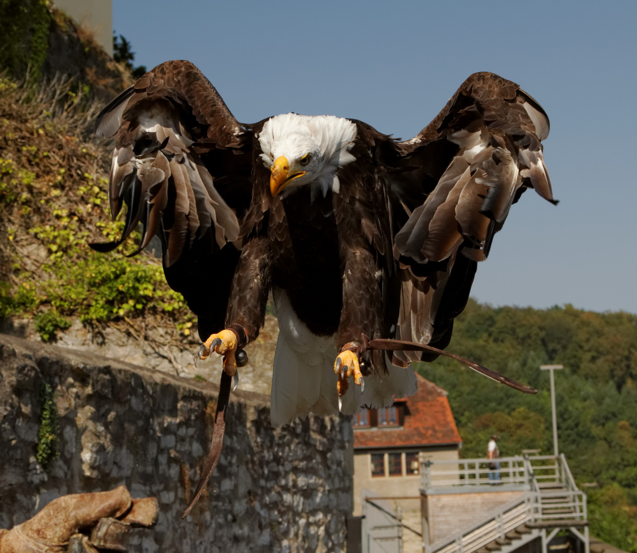 Weißkopfseeadler 2