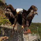 Weißkopfseeadler 2