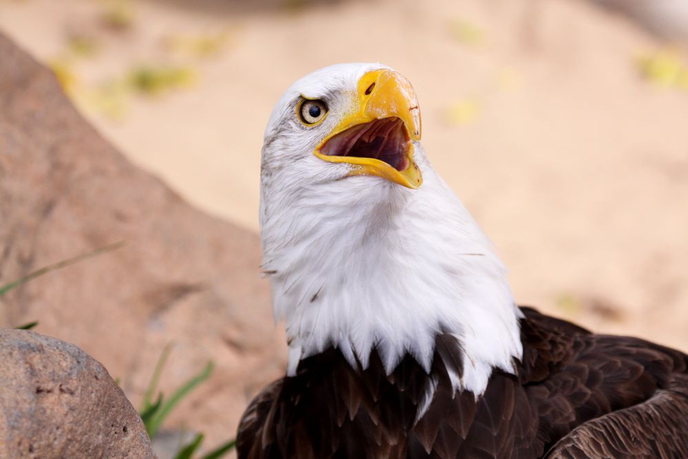 Weißkopfseeadler 2