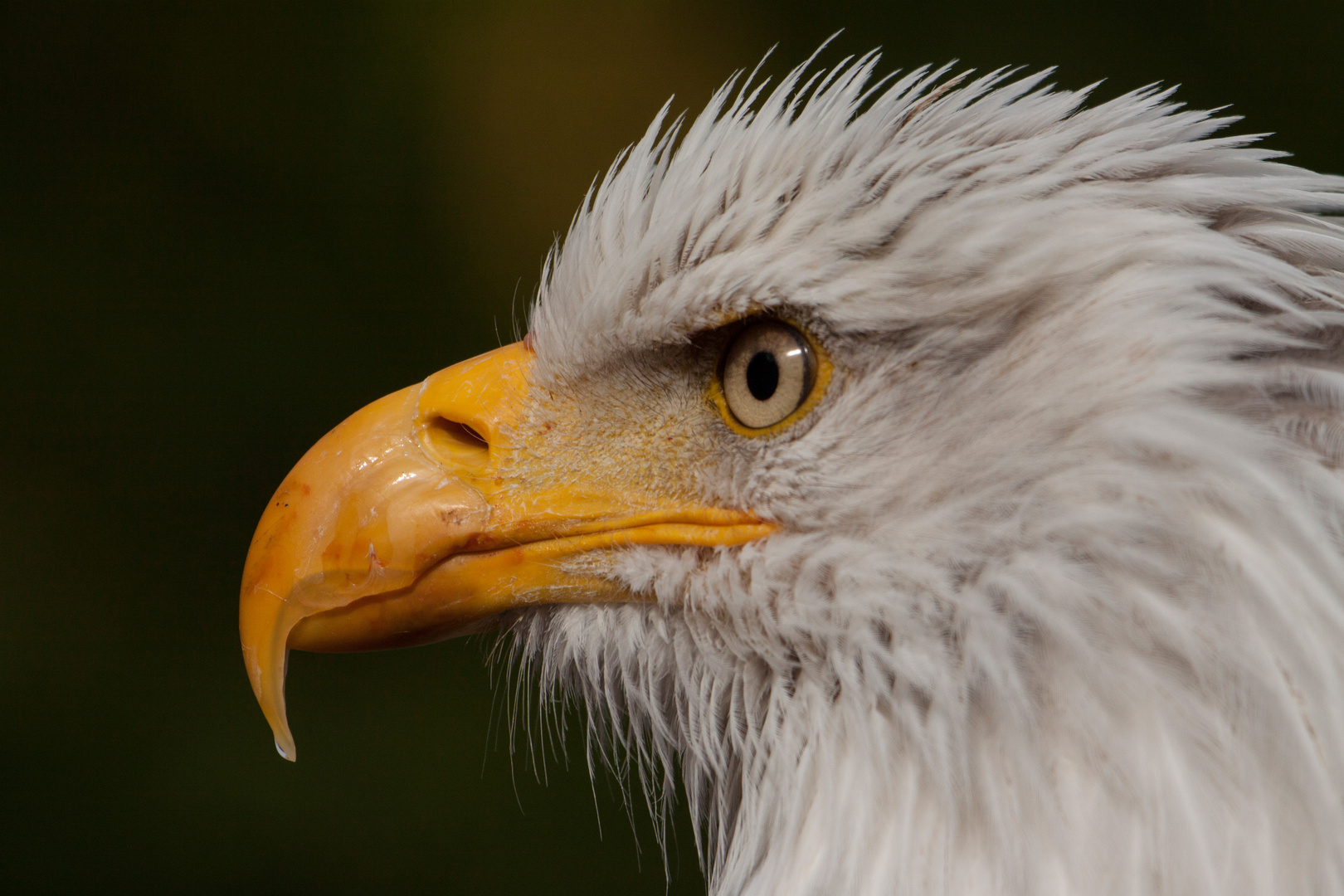 Weisskopfseeadler 2