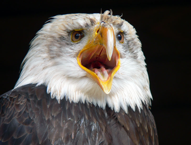 Weißkopfseeadler 2