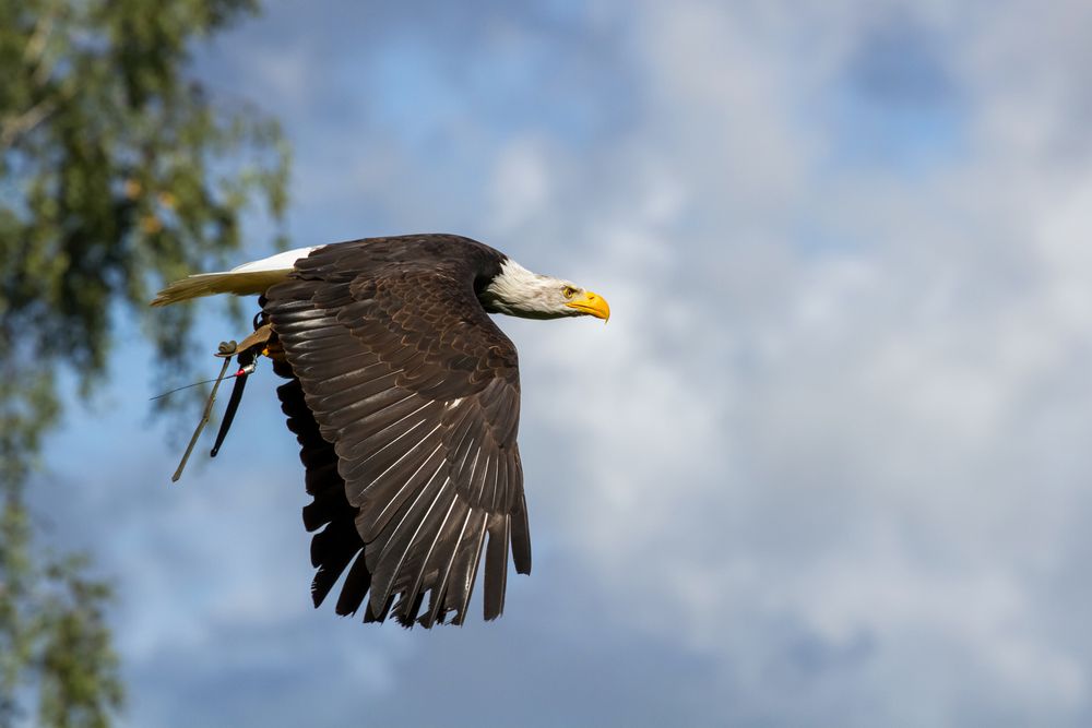 Weißkopfseeadler (2)