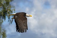 Weißkopfseeadler (2)