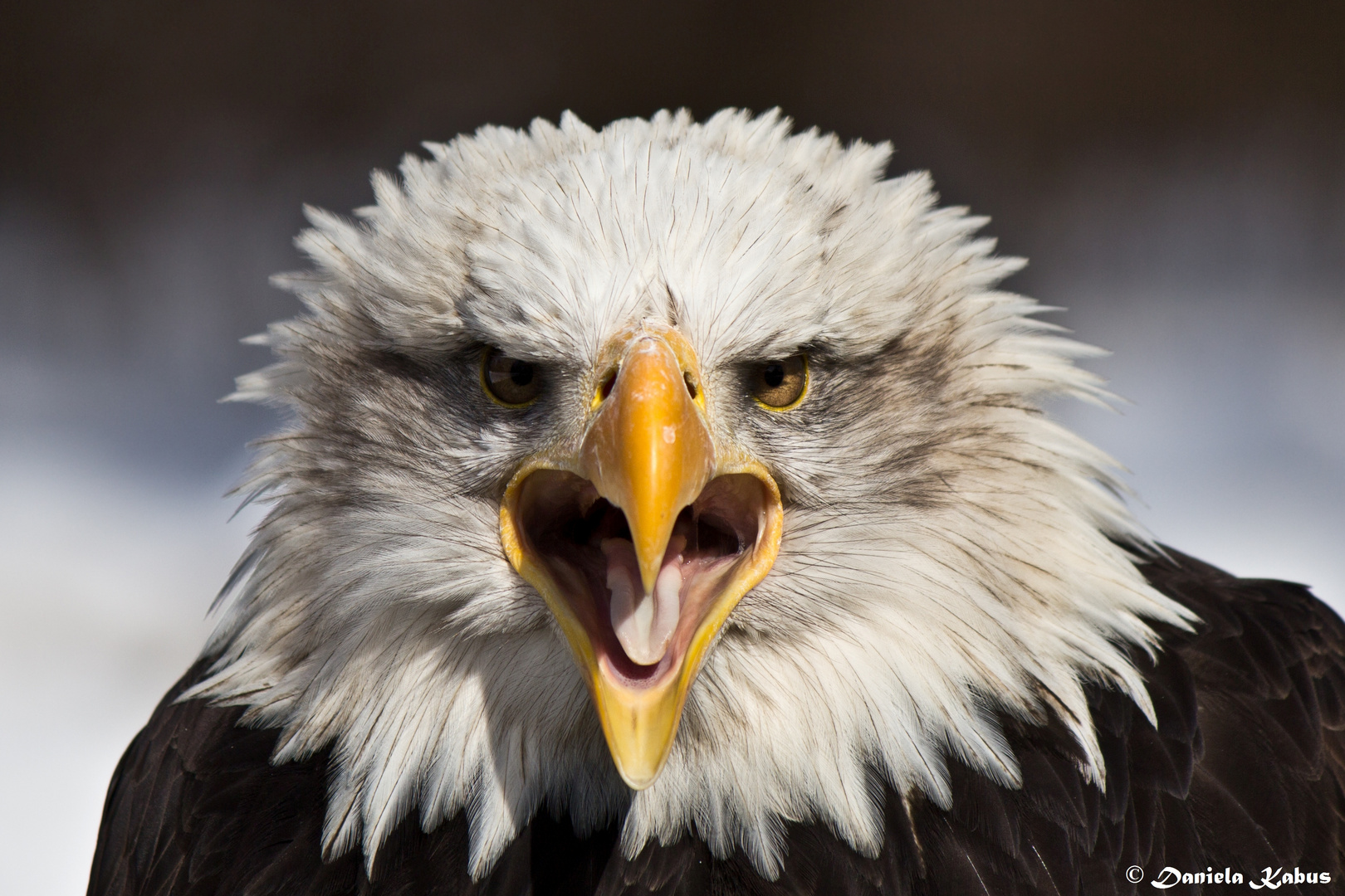 Weißkopfseeadler 2