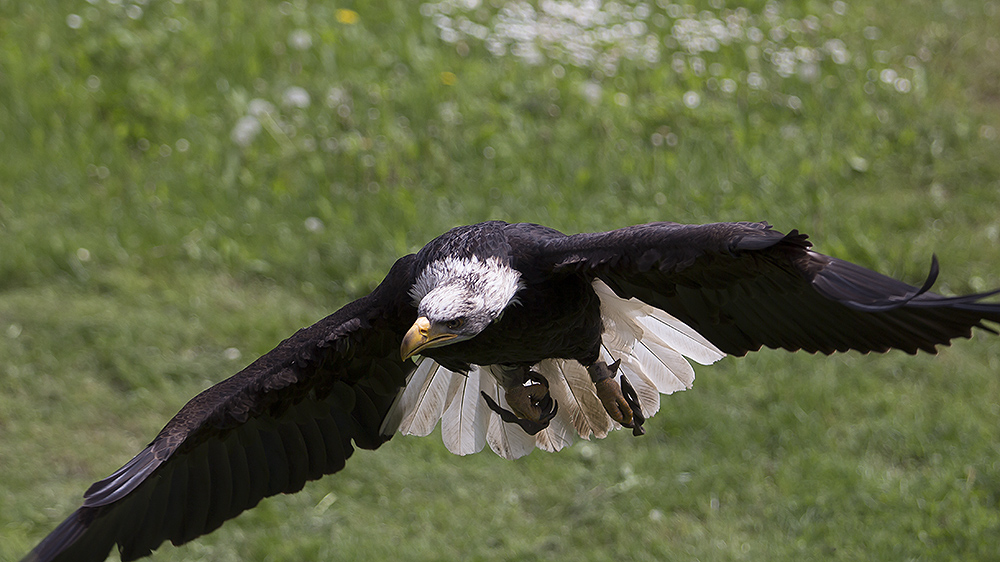 Weißkopfseeadler (2)