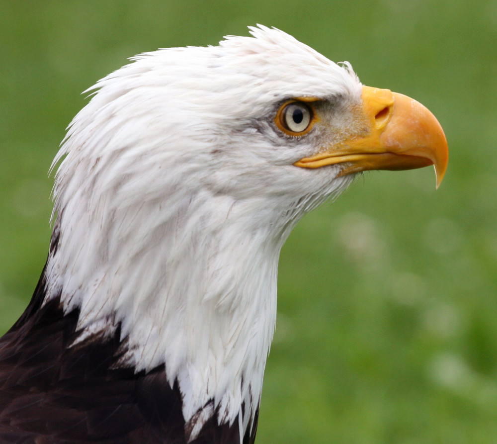 Weißkopfseeadler 2