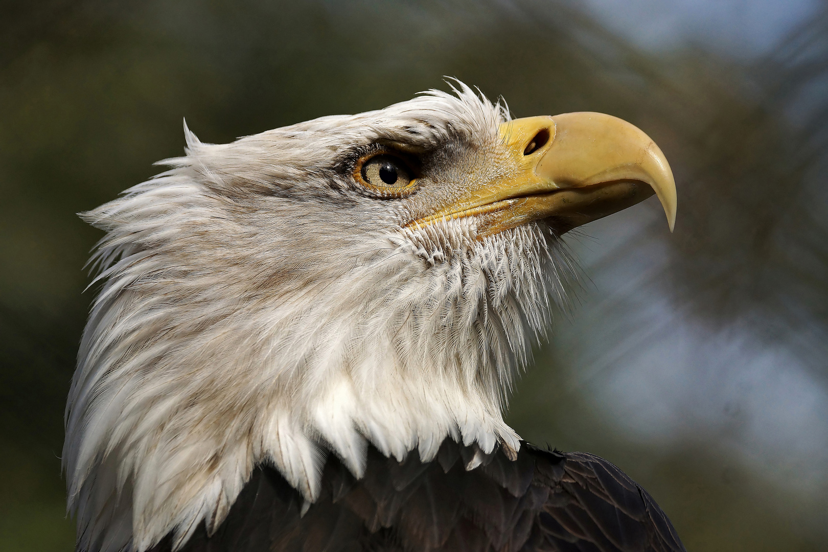 Weißkopfseeadler 2