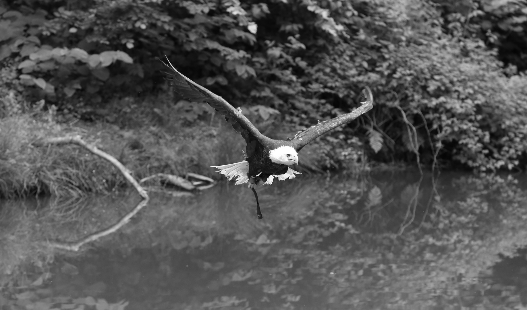 Weißkopfseeadler #2