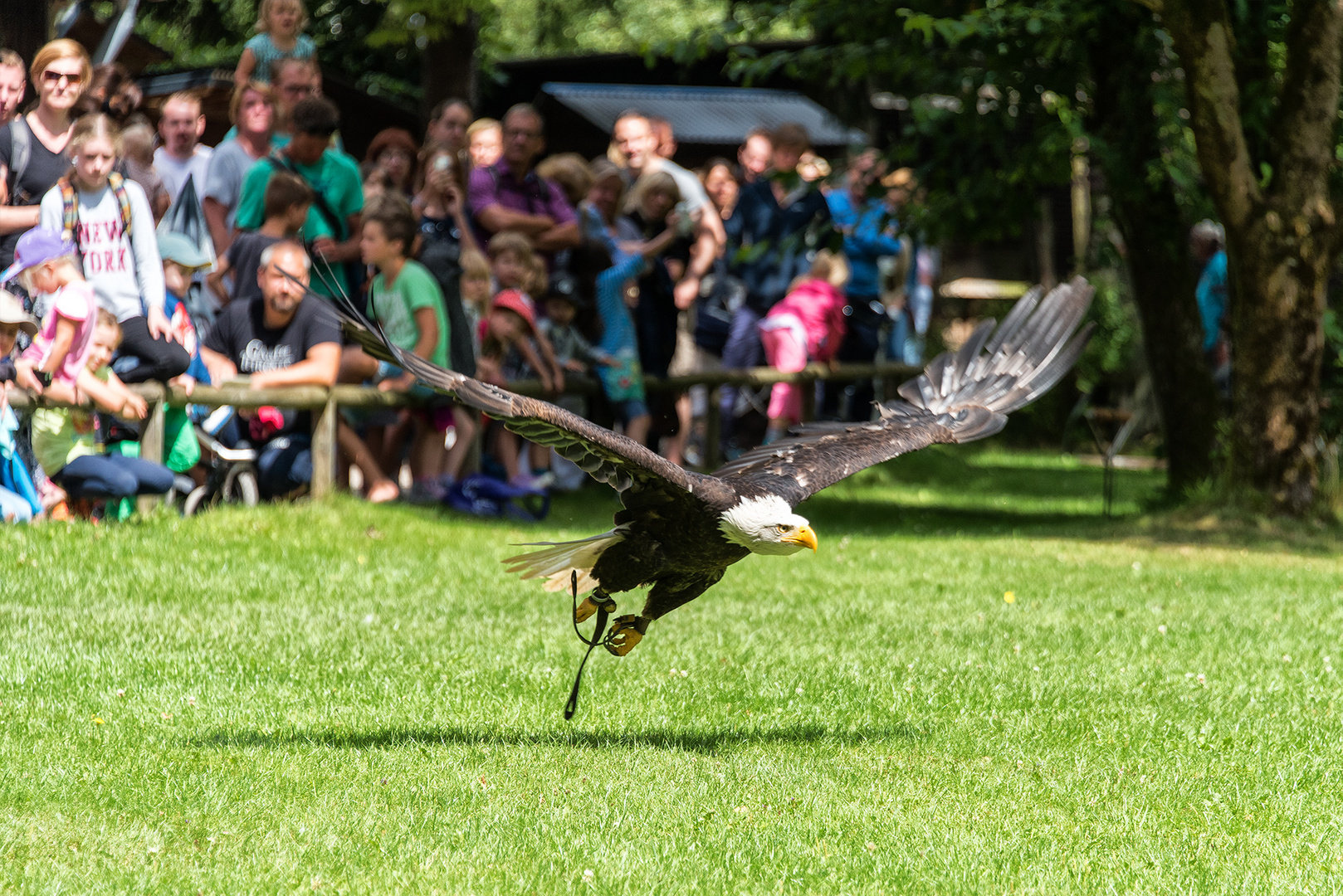 Weißkopfseeadler 2