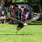 Weißkopfseeadler 2