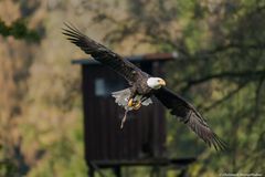 Weißkopfseeadler 2