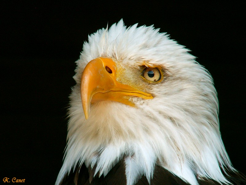 Weißkopfseeadler 2