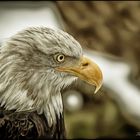 Weißkopfseeadler 2