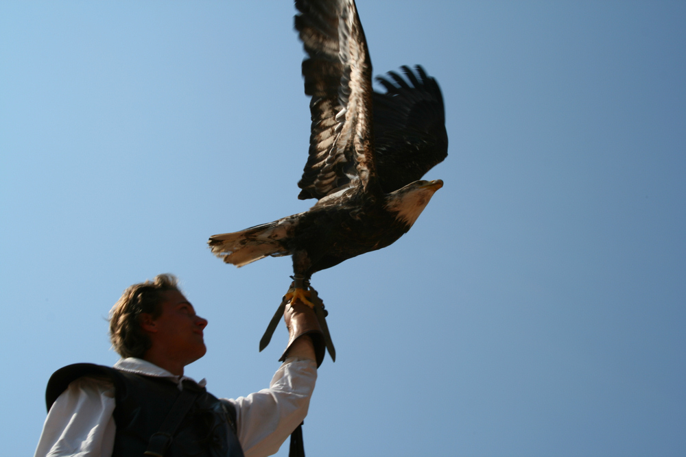 Weißkopfseeadler 2