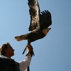 Weißkopfseeadler 2