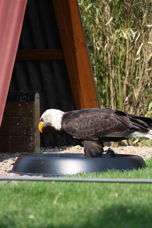 Weißkopfseeadler - 2