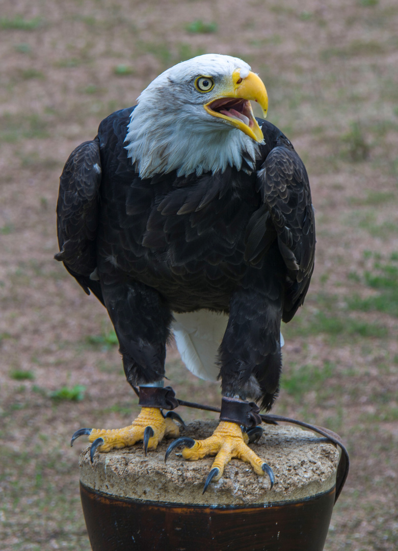 Weißkopfseeadler 2