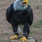 Weißkopfseeadler 2