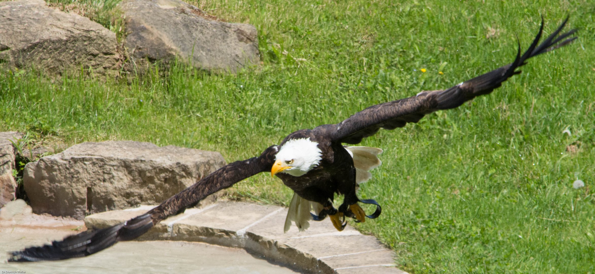 Weißkopfseeadler (2)