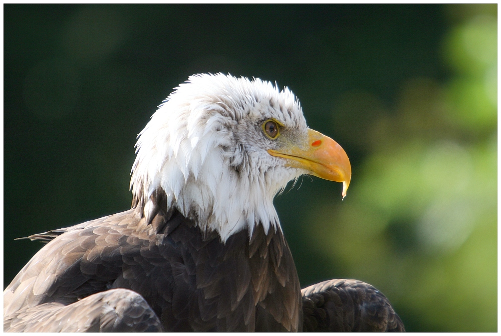 Weißkopfseeadler 2