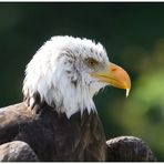 Weißkopfseeadler 2