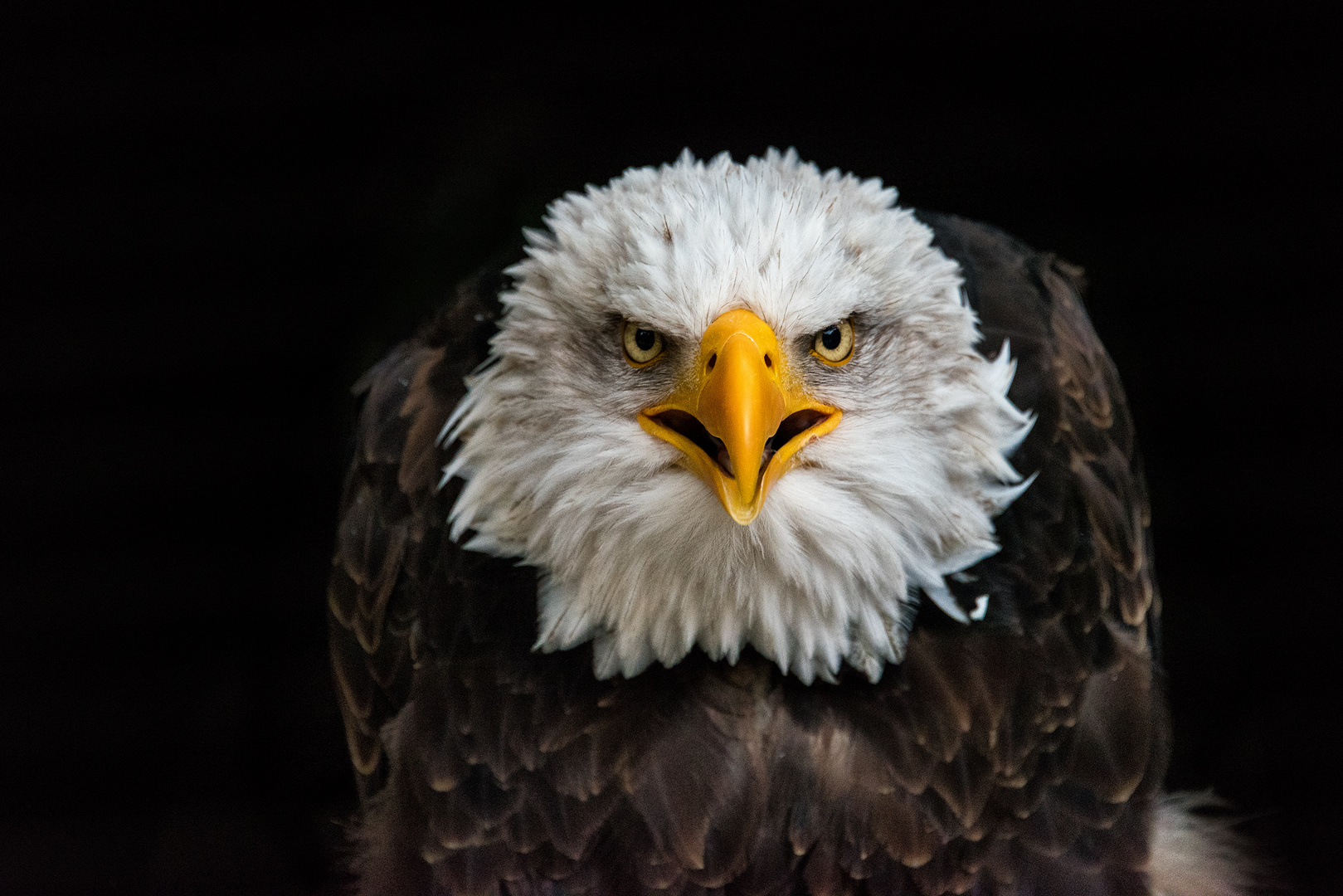 Weißkopfseeadler 2