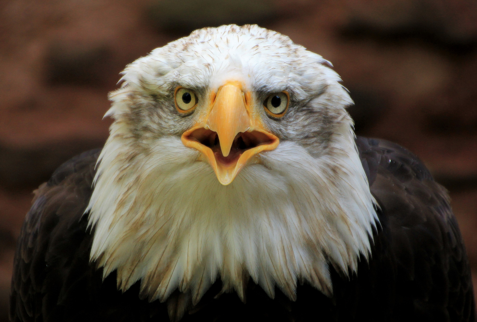 Weißkopfseeadler  2