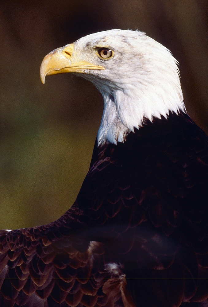 Weisskopfseeadler (2)