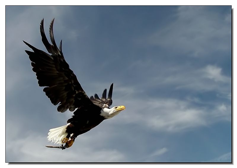 Weißkopfseeadler #2