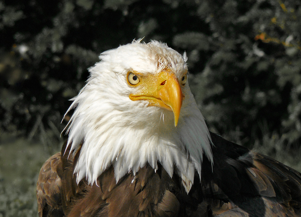 Weisskopfseeadler 2