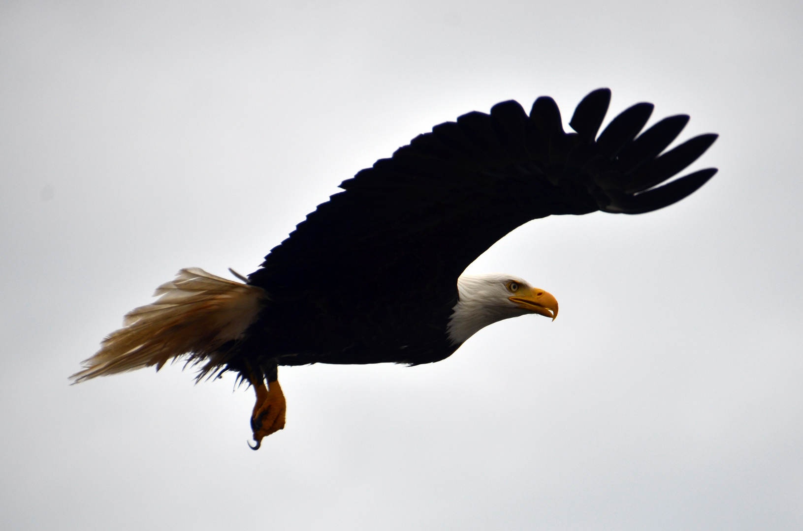 Weisskopfseeadler (2)