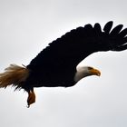 Weisskopfseeadler (2)