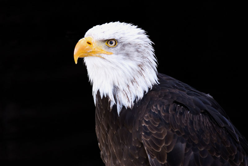 Weißkopfseeadler - 2 -