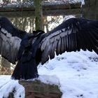 Weißkopfseeadler 2