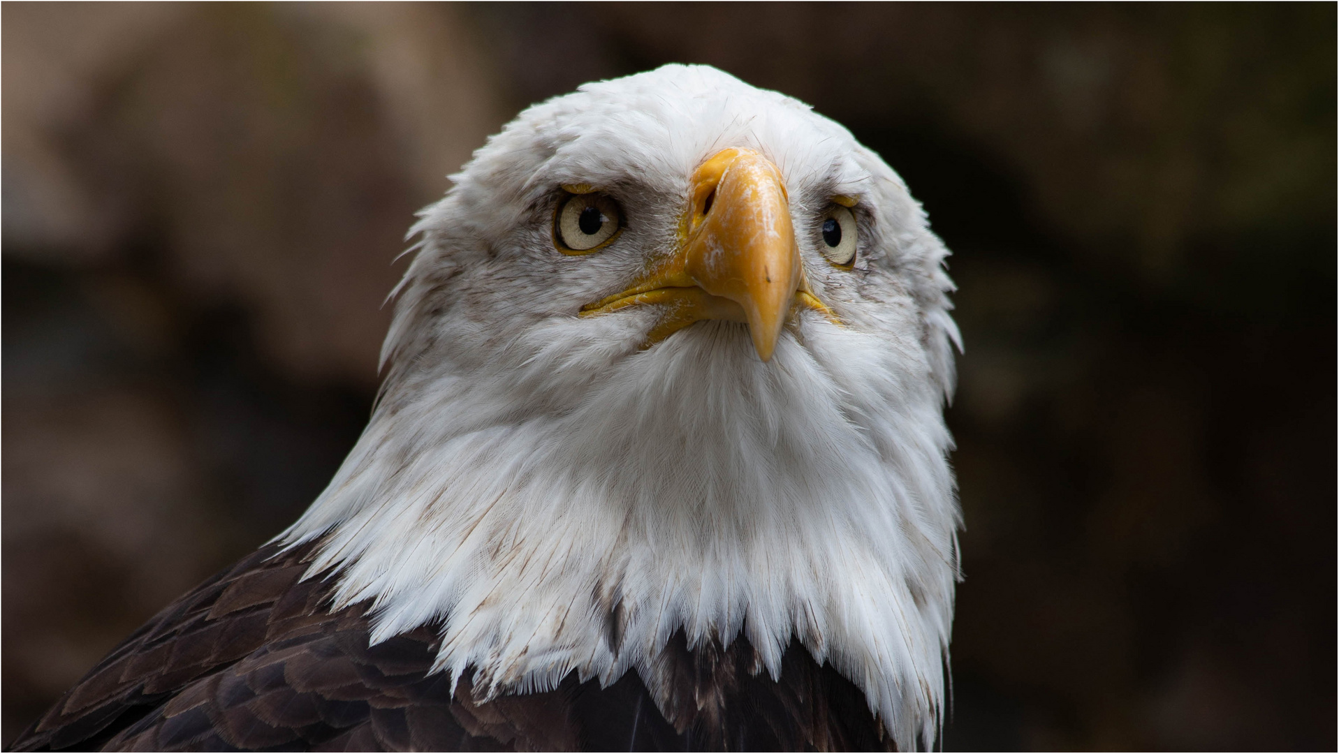 Weißkopfseeadler 2