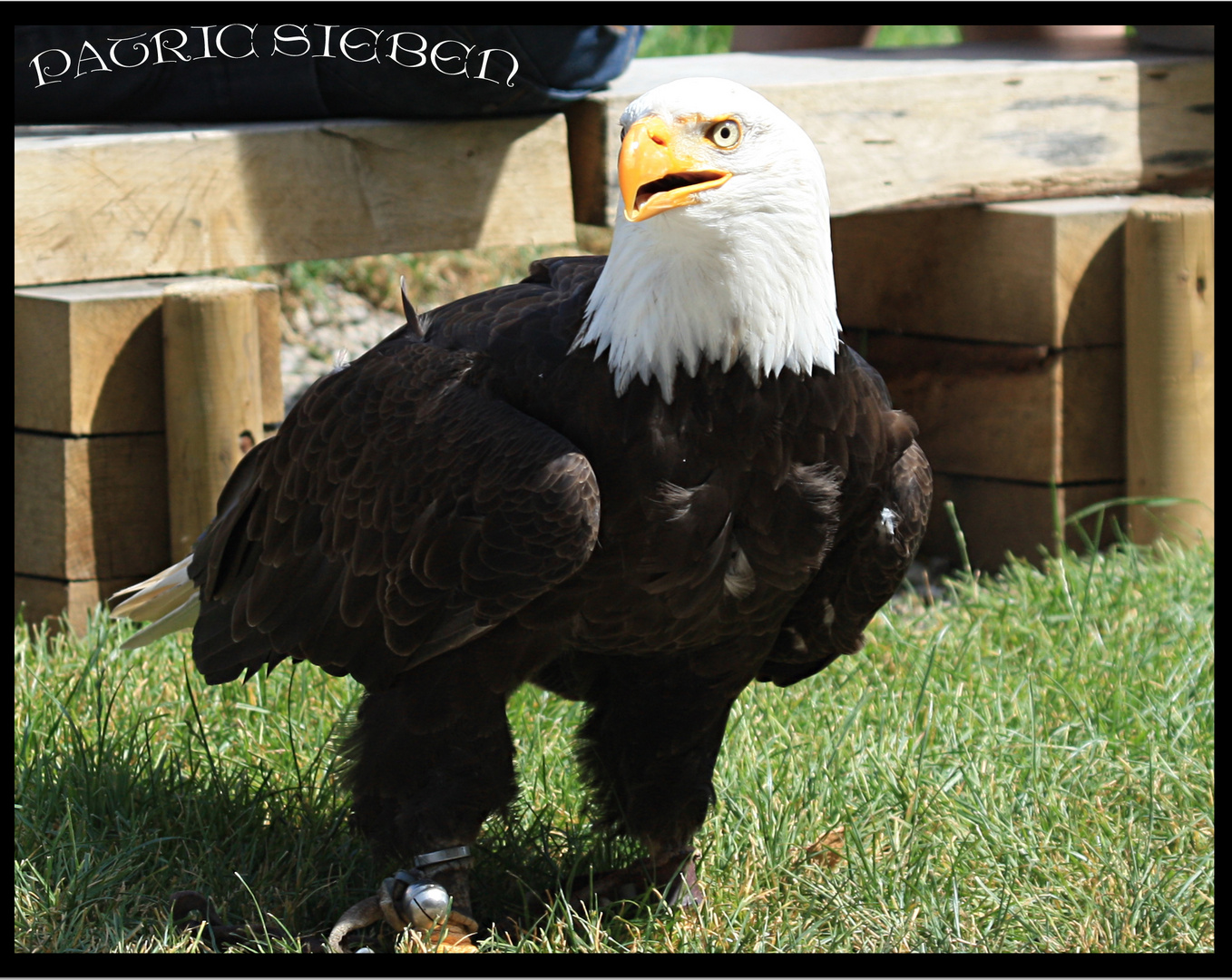 Weißkopfseeadler 2