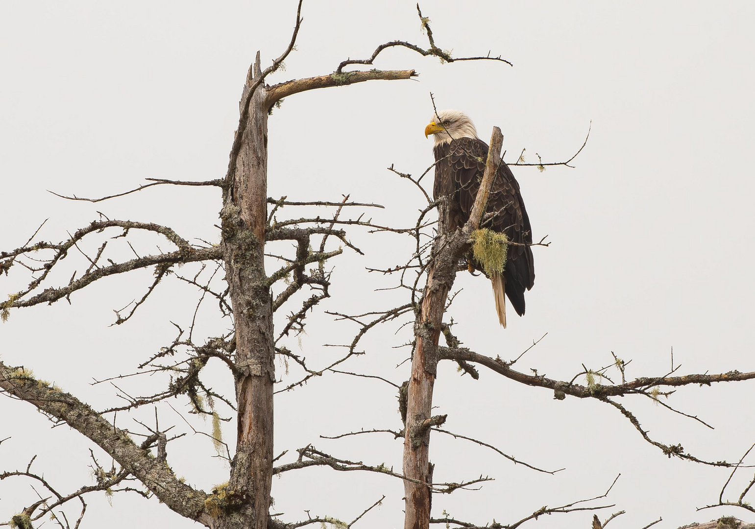 Weißkopfseeadler. 2                       DSC_7225