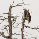 Weißkopfseeadler. 2                       DSC_7225