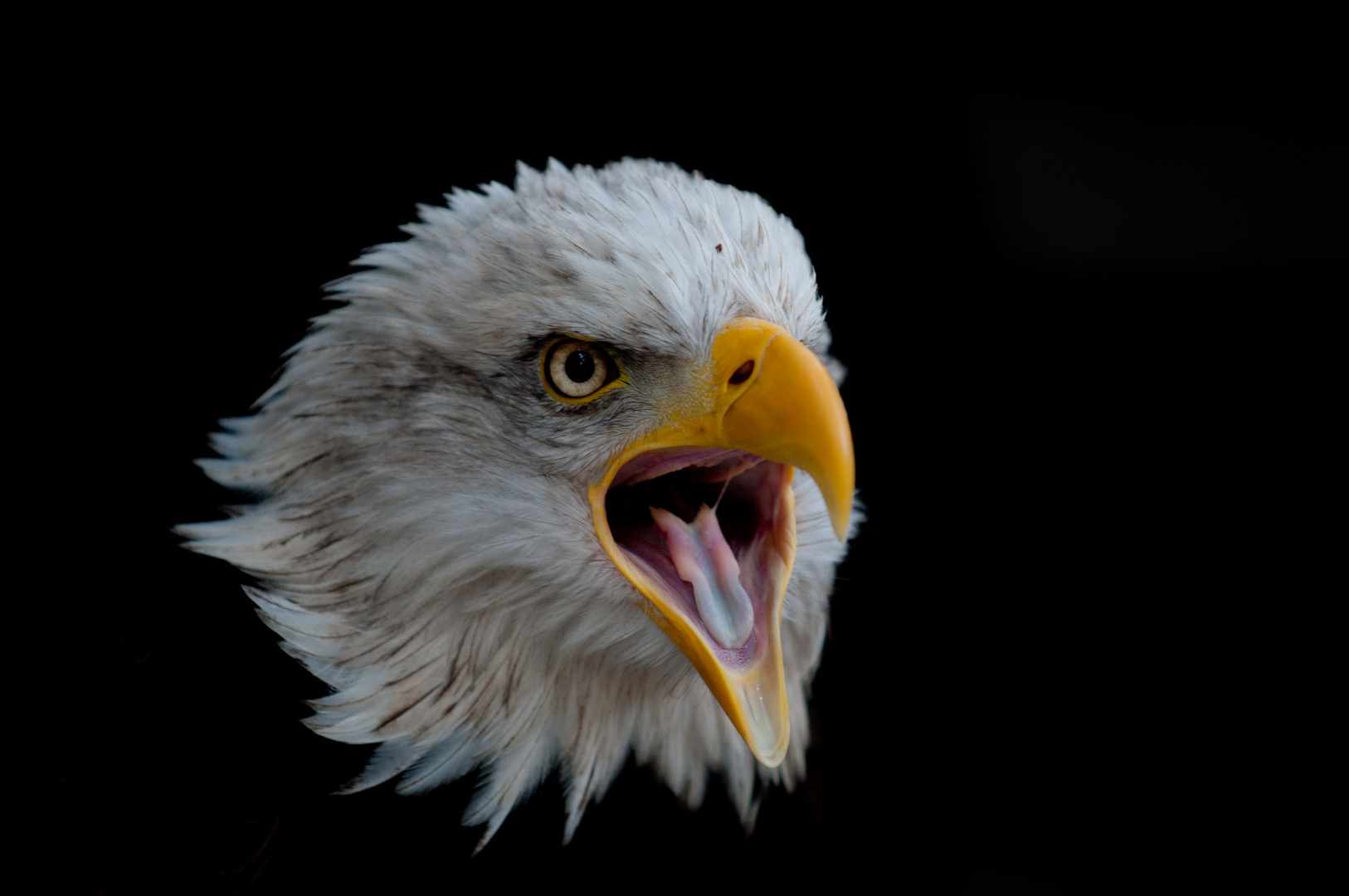 Weißkopfseeadler 2